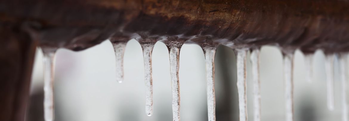 winter plant preparedness